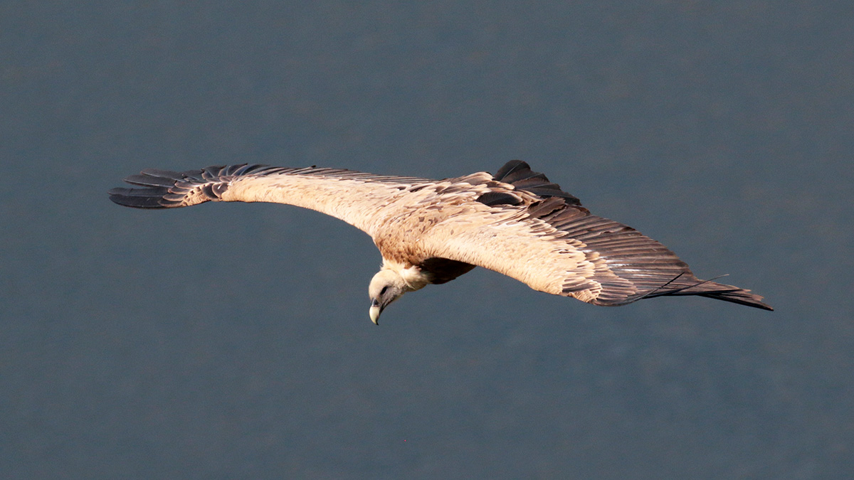 Vale Gier - vogelreis 2022 - Extremadura